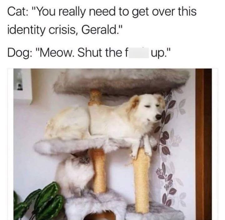 Cat: "You really need to get over this identity crisis, Gerald." Dog: "Meow. Shut the f up." 584