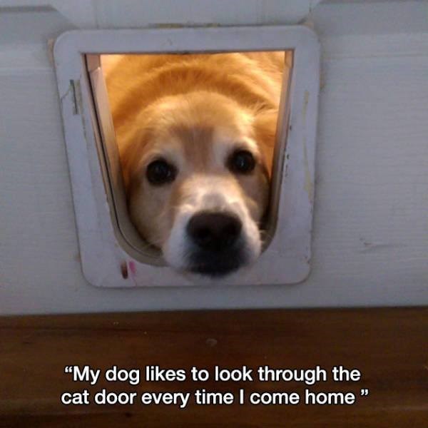 "My dog likes to look through the cat door every time I come home "