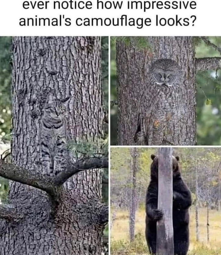 ever notice how impressive animal's camouflage looks?