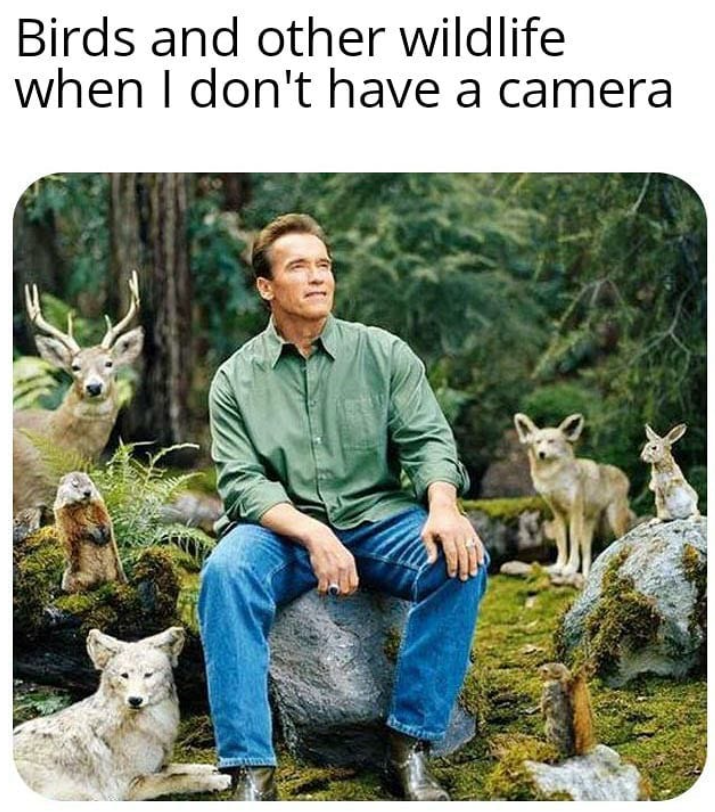 Birds and other wildlife when I don't have a camera
