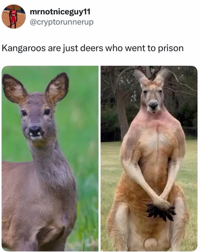 mrnotniceguy11 @cryptorunnerup Kangaroos are just deers who went to prison