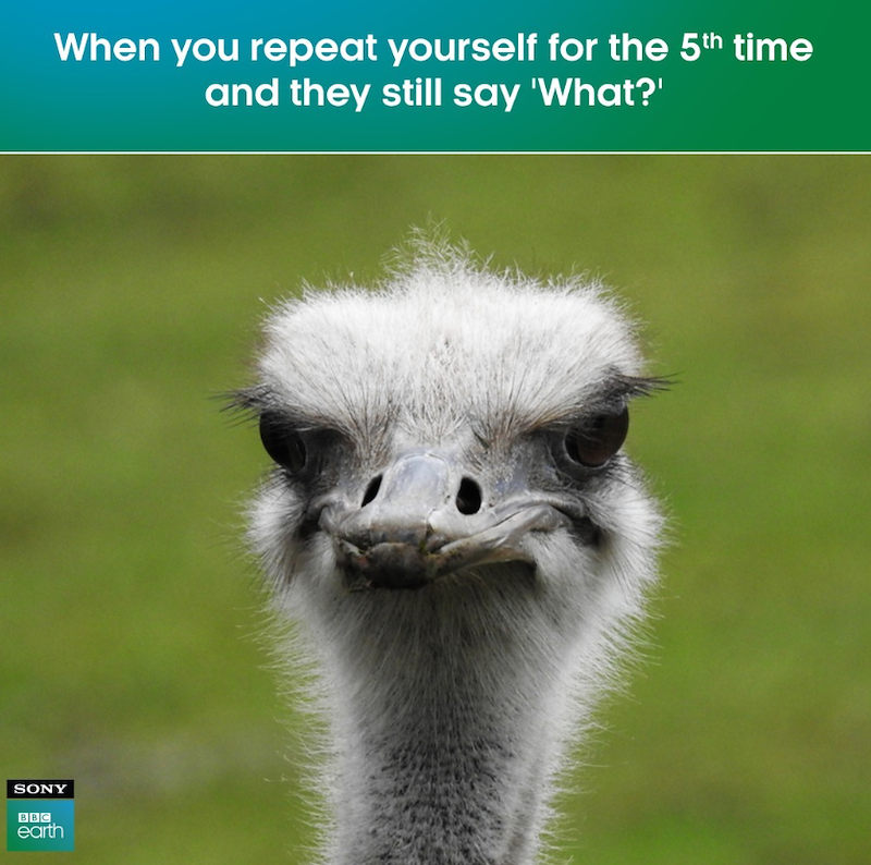 When you repeat yourself for the 5th time and they still say 'What?' SONY BBC earth