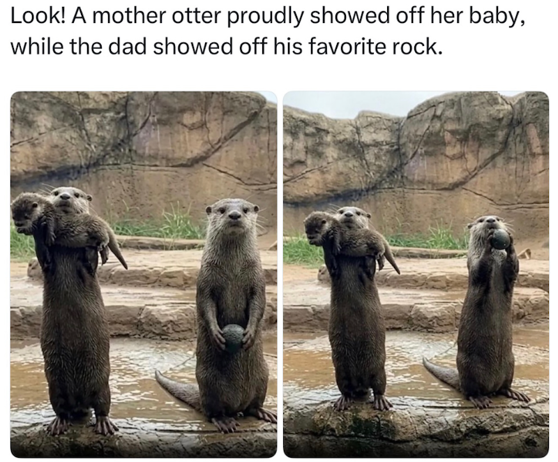 Look! A mother otter proudly showed off her baby, while the dad showed off his favorite rock.