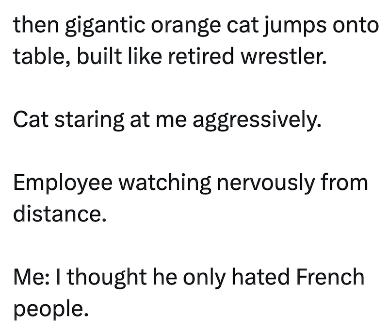 then gigantic orange cat jumps onto table, built like retired wrestler. Cat staring at me aggressively. Employee watching nervously from distance. Me: I thought he only hated French people.