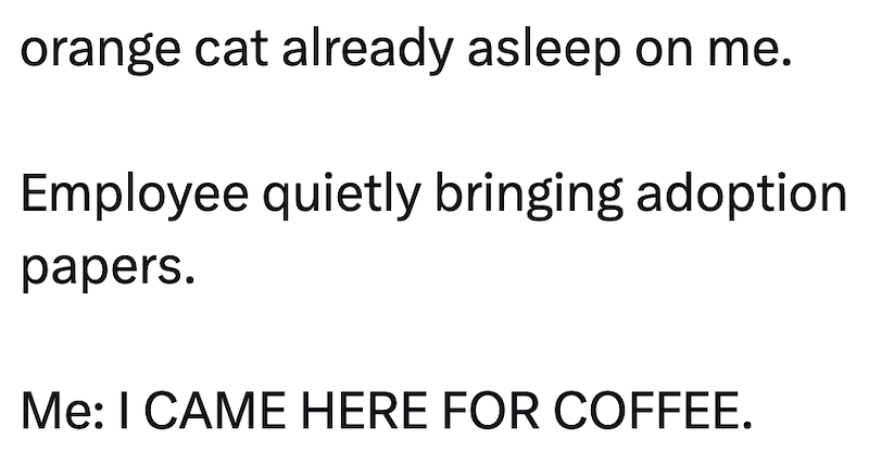 orange cat already asleep on me. Employee quietly bringing adoption papers. Me: I CAME HERE FOR COFFEE.