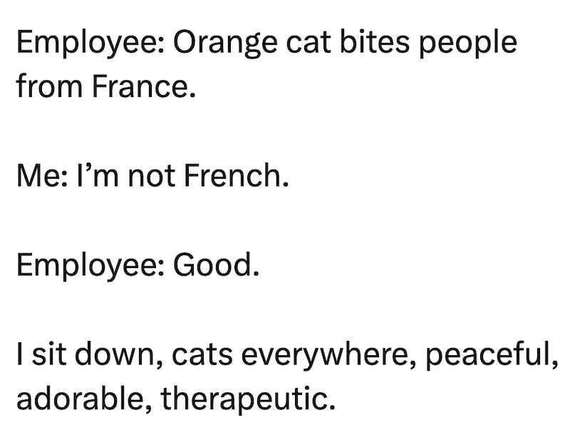 Employee: Orange cat bites people from France. Me: I'm not French. Employee: Good. I sit down, cats everywhere, peaceful, adorable, therapeutic.