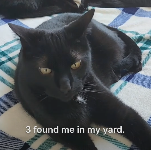 3 found me in my yard.
