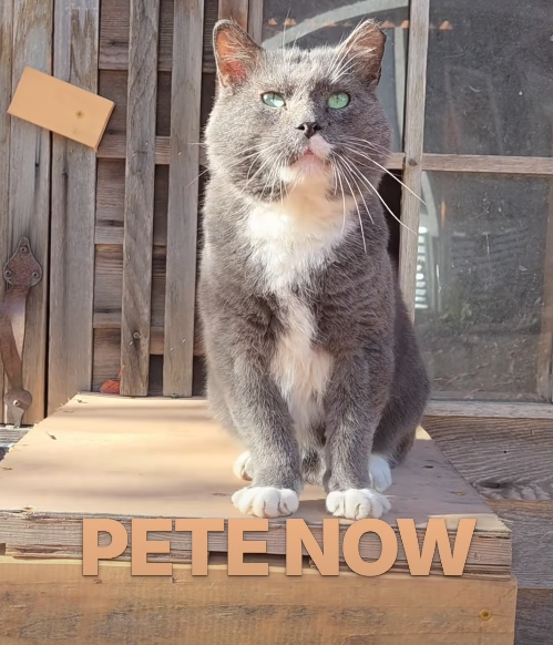 PETE NOW
