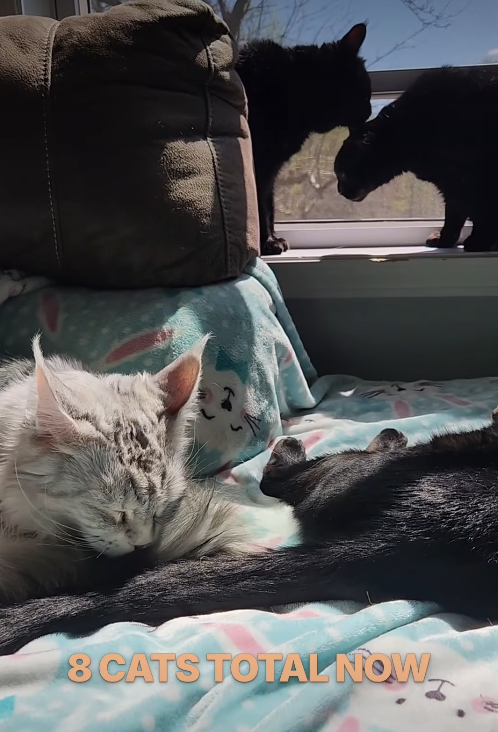 8 CATS TOTAL NOW