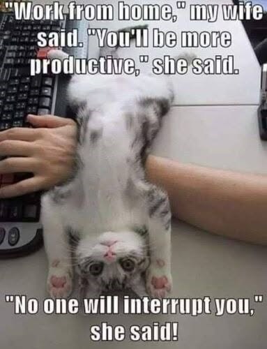 "Work from home," my wife said. "You'll be more productive," she said. 90 "No one will interrupt you," she said!