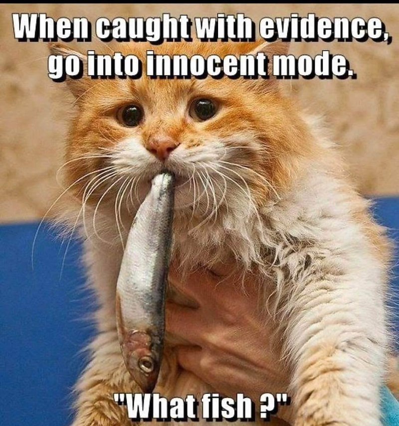 When caught with evidence, go into innocent mode. "What fish?"