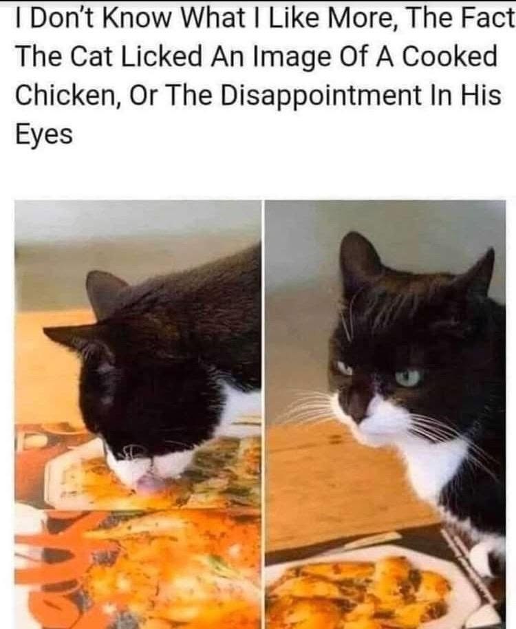 I Don't Know What I Like More, The Fact The Cat Licked An Image Of A Cooked Chicken, Or The Disappointment In His Eyes