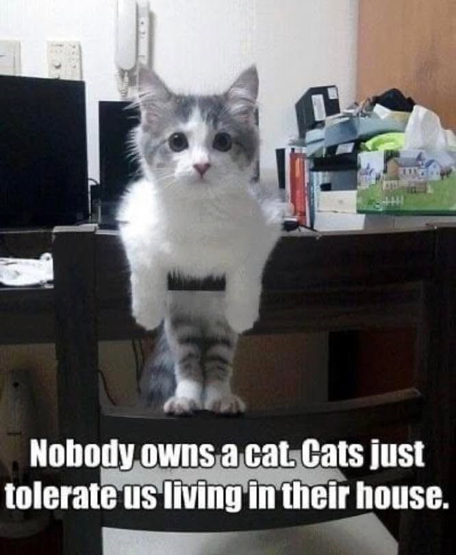 Nobody owns a cat., Cats just tolerate us living in their house.