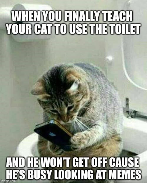 WHEN YOU FINALLY TEACH YOUR CAT TO USE THE TOILET AND HE WON'T GET OFF CAUSE HE'S BUSY LOOKING AT MEMES imgflip.com