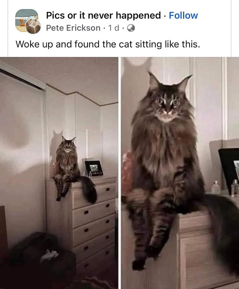 . Pics or it never happened Follow Pete Erickson · 1 d. Woke up and found the cat sitting like this.