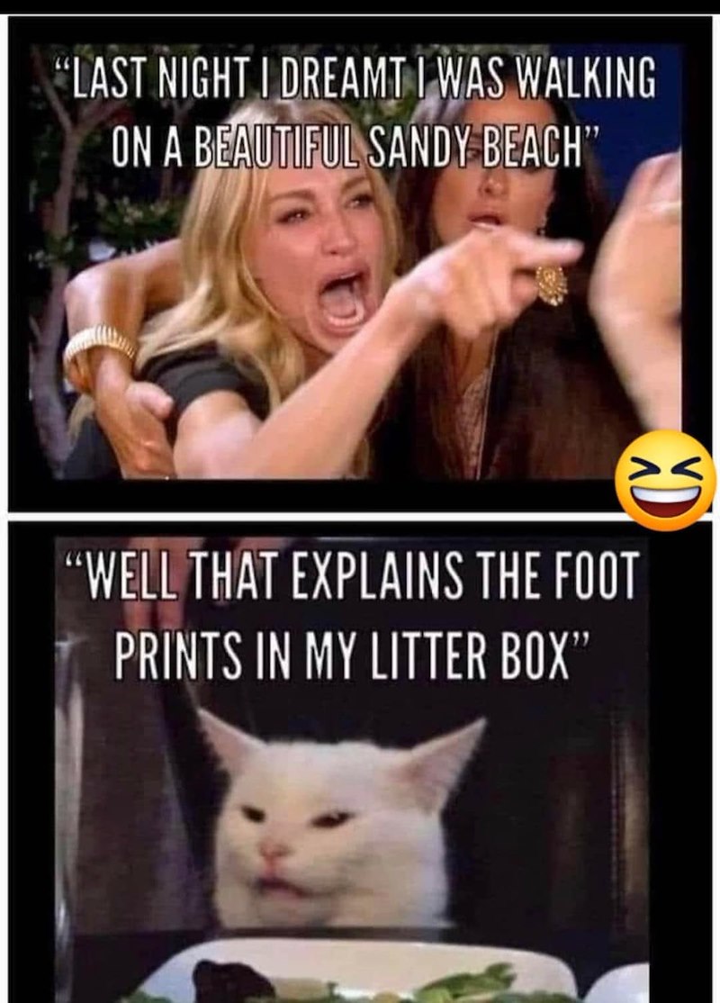 "LAST NIGHT I DREAMT I WAS WALKING ON A BEAUTIFUL SANDY BEACH" "WELL THAT EXPLAINS THE FOOT PRINTS IN MY LITTER BOX"