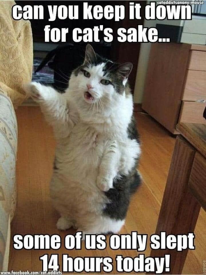 cataddictsanony-mouse can you keep it down for cat's sake... some of us only slept 14 hours today! www.facebook.com/cat.addicts ROFLBOT