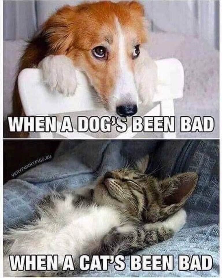 WHEN A DOG'S BEEN BAD VERYFUNNYPICS.EU WHEN A CAT'S BEEN BAD