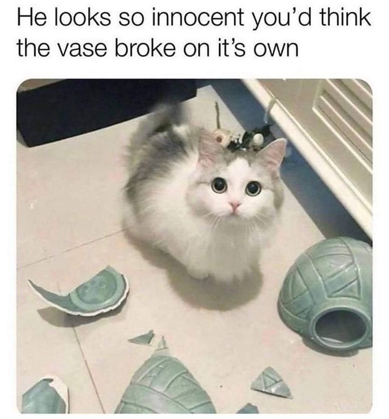 He looks so innocent you'd think the vase broke on it's own.