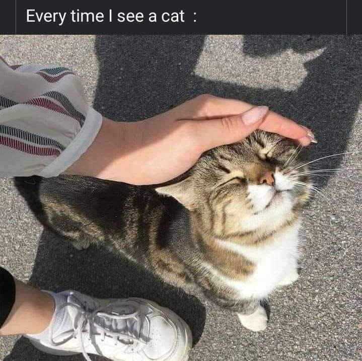 Every time I see a cat :