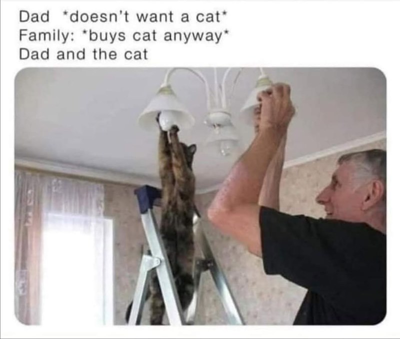 Dad *doesn't want a cat* Family: buys cat anyway* Dad and the cat