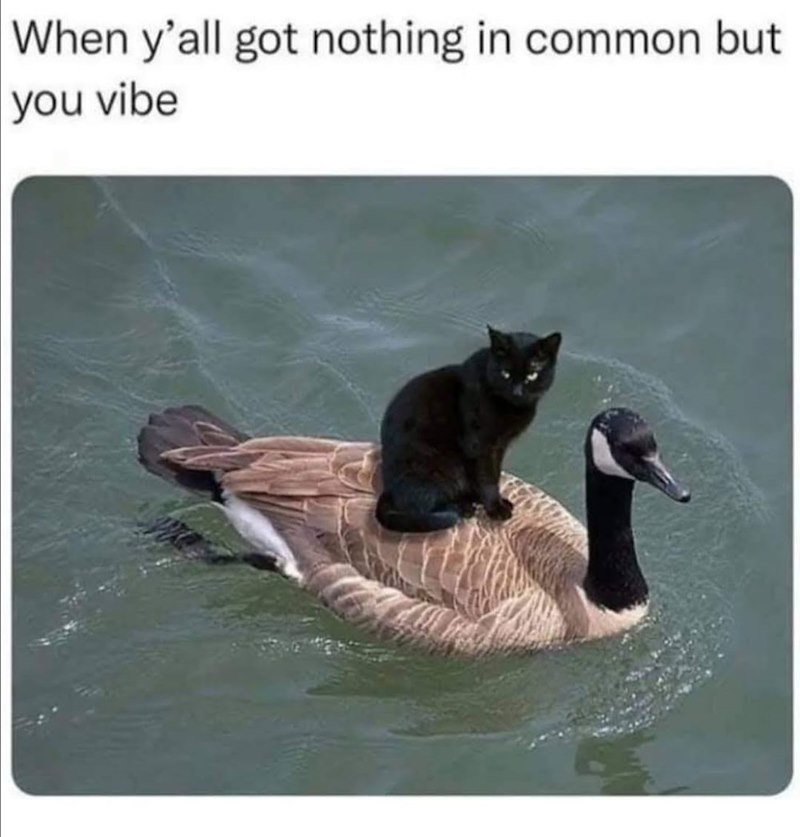 When y'all got nothing in common but you vibe