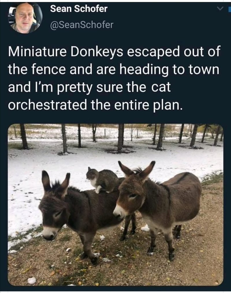 Sean Schofer @SeanSchofer Miniature Donkeys escaped out of the fence and are heading to town and I'm pretty sure the cat orchestrated the entire plan.
