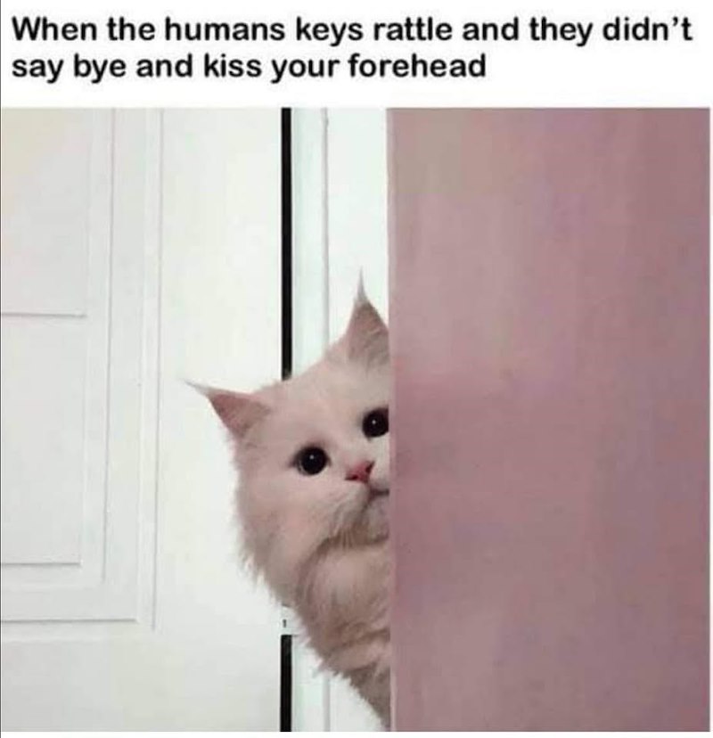 When the humans keys rattle and they didn't say bye and kiss your forehead