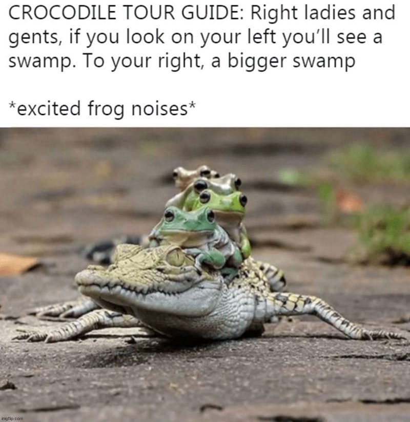 CROCODILE TOUR GUIDE: Right ladies and gents, if you look on your left you'll see a swamp. To your right, a bigger swamp *excited frog noises* imgflip.com