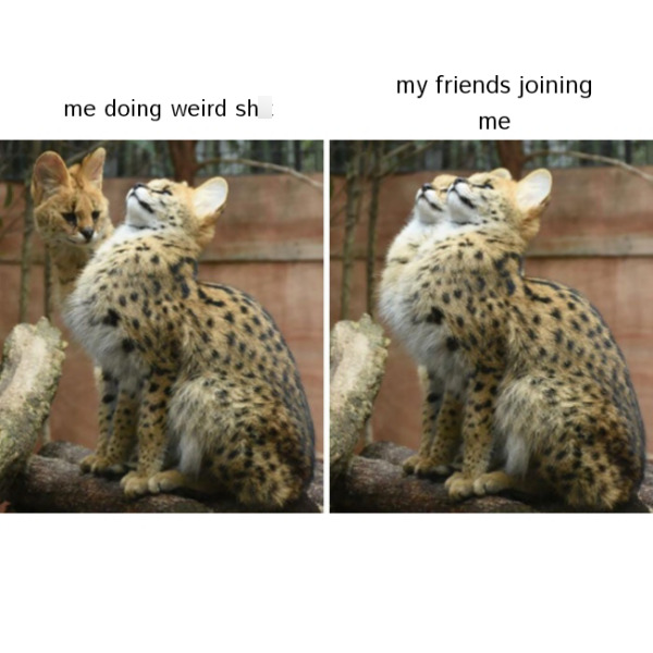 me doing weird sh my friends joining me