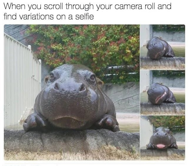 When you scroll through your camera roll and find variations on a selfie