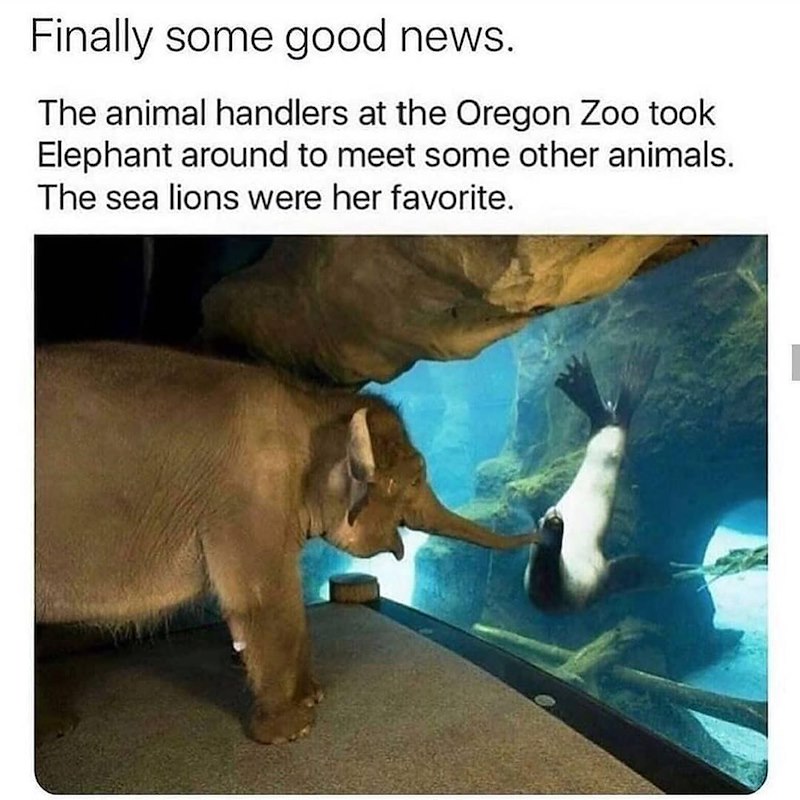 Finally some good news. The animal handlers at the Oregon Zoo took Elephant around to meet some other animals. The sea lions were her favorite.