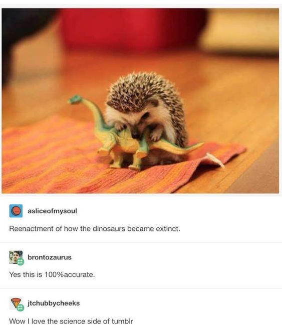 asliceofmysoul Reenactment of how the dinosaurs became extinct. brontozaurus Yes this is 100% accurate. jtchubbycheeks Wow I love the science side of tumblr