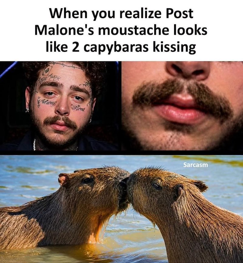 When you realize Post Malone's moustache looks like 2 capybaras kissing Aless Fred Sarcasm