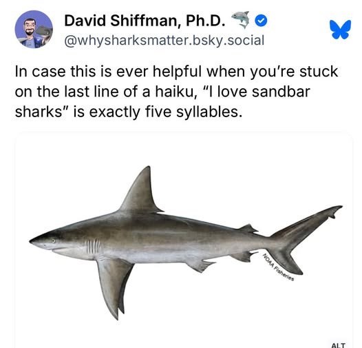 MO David Shiffman, Ph.D. @whysharksmatter.bsky.social In case this is ever helpful when you're stuck on the last line of a haiku, "I love sandbar sharks" is exactly five syllables. NOAA Fisheries ALT