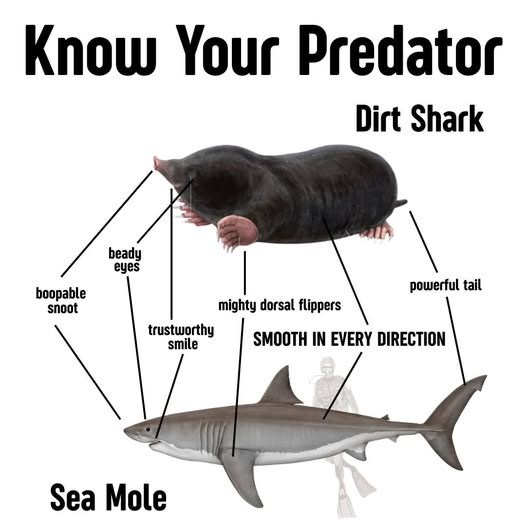 Know Your Predator Dirt Shark beady eyes boopable snoot powerful tail mighty dorsal flippers trustworthy smile SMOOTH IN EVERY DIRECTION Sea Mole