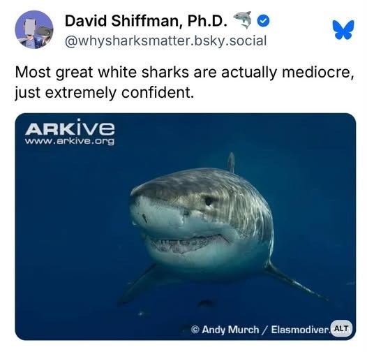 David Shiffman, Ph.D. @whysharksmatter.bsky.social Most great white sharks are actually mediocre, just extremely confident. ARKIVE www.arkive.org Andy Murch/ Elasmodiver. ALT