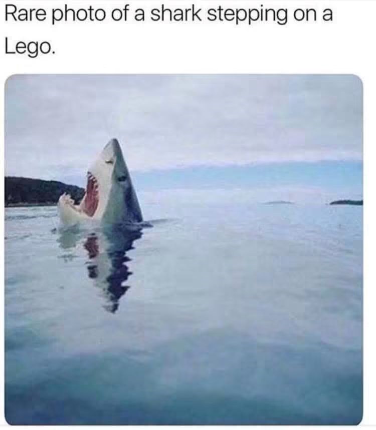 Rare photo of a shark stepping on a Lego.