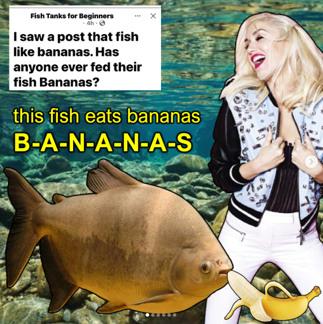 Fish Tanks for Beginners -4h. I saw a post that fish like bananas. Has anyone ever fed their fish Bananas? this fish eats bananas B-A-N-A-N-A-S