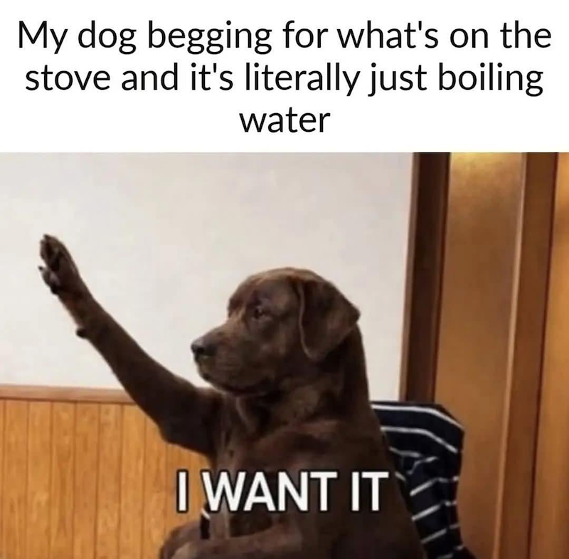 My dog begging for what's on the stove and it's literally just boiling water I WANT IT