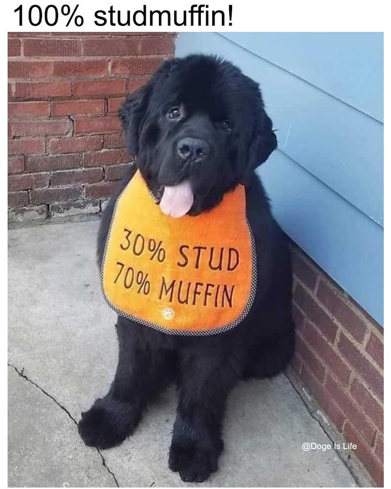 100% studmuffin! 30% STUD 70% MUFFIN @Doge Is Life