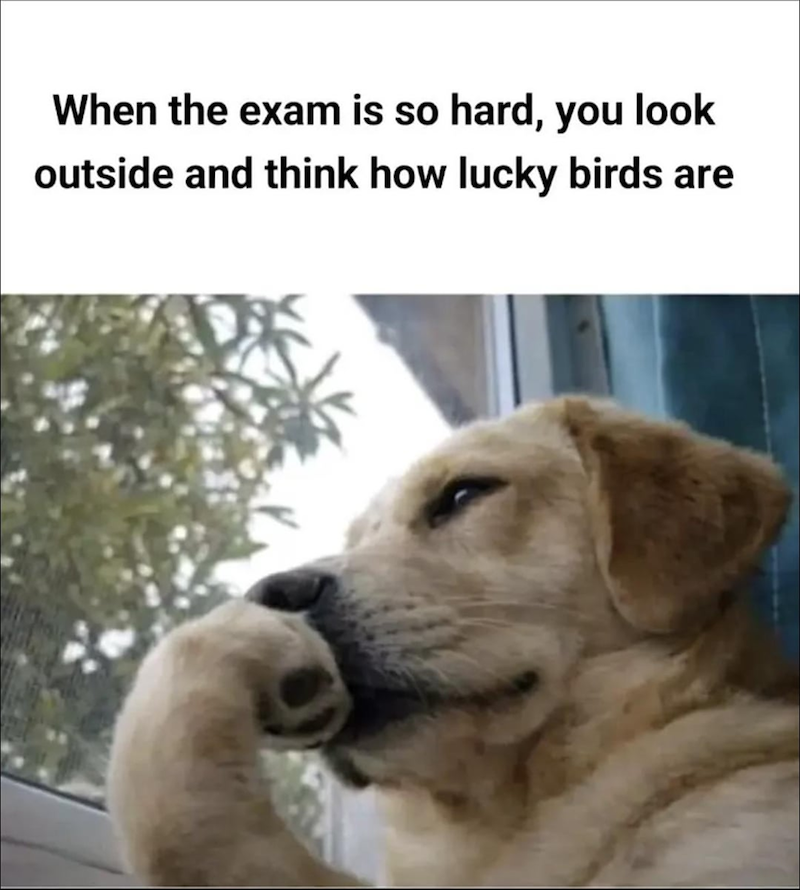 When the exam is so hard, you look outside and think how lucky birds are