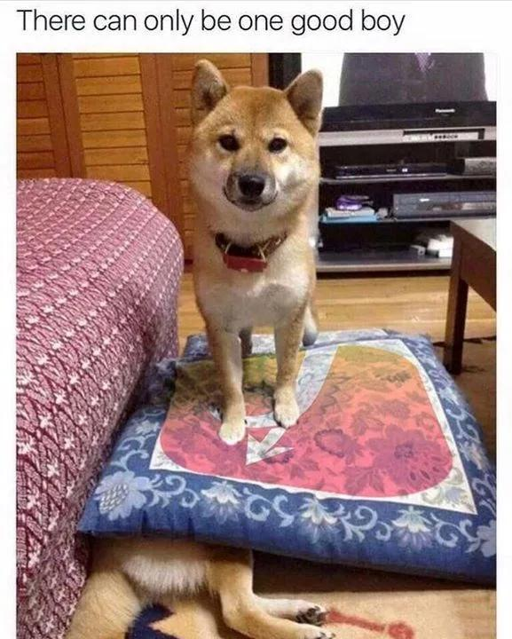There can only be one good boy