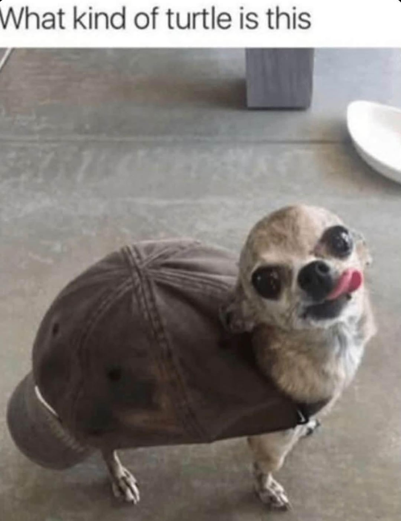 What kind of turtle is this