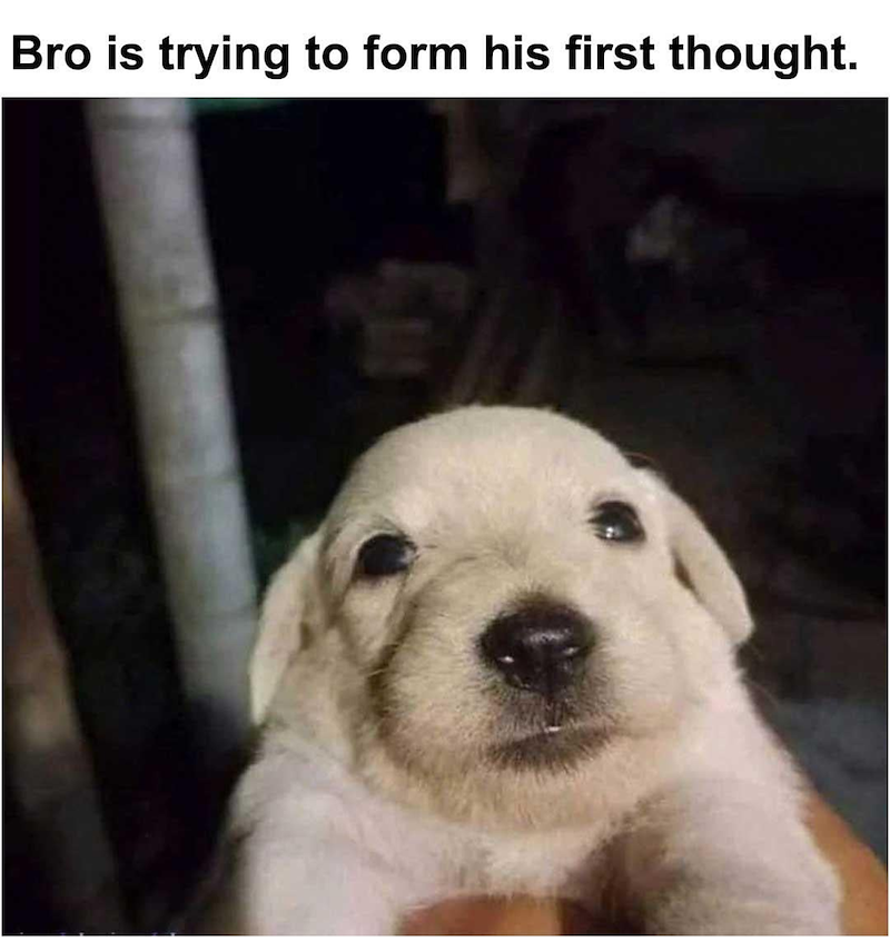 Bro is trying to form his first thought.