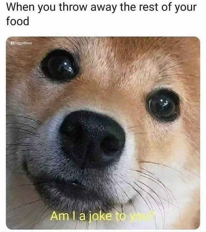 When you throw away the rest of your food DoggoNews Am I a joke to your