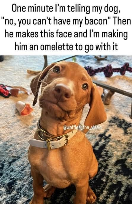 One minute I'm telling my dog, "no, you can't have my bacon" Then he makes this face and I'm making him an omelette to go with it Gwaffles the vizsla