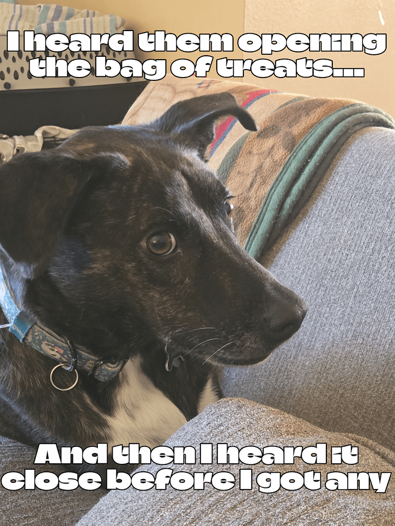 Iheard them opening the bag of treats. And then I heard i close before I got any