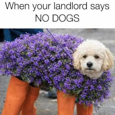 When your landlord says. NO DOGS