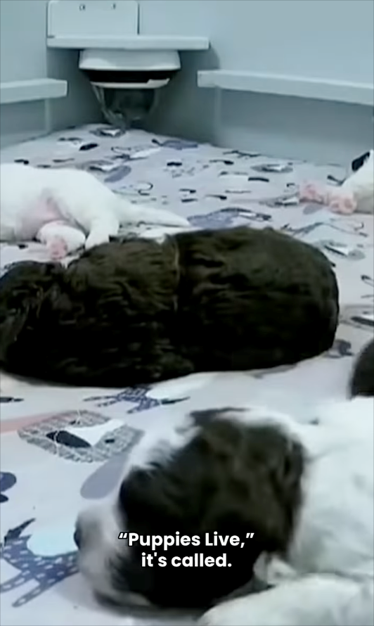 "Puppies Live," it's called.